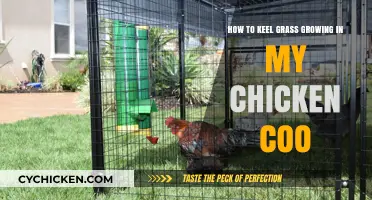 Keep Chickens, Not Weeds: Grass-Free Coops