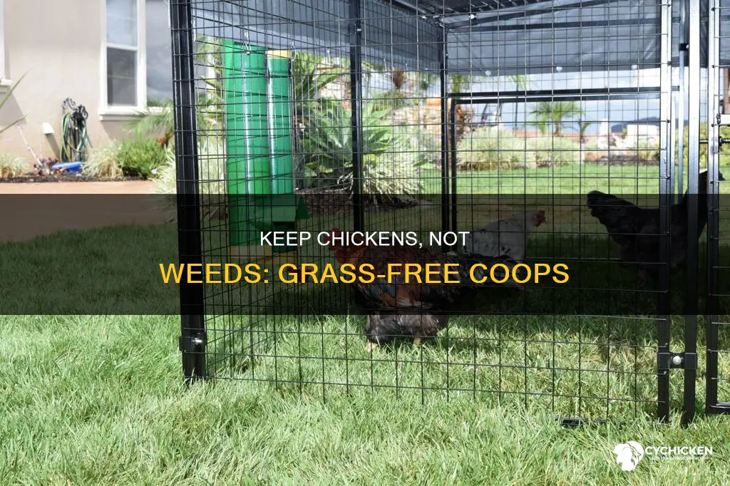 how to keel grass growing in my chicken coo