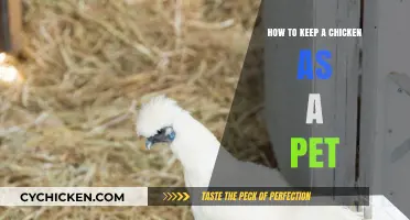 Caring for Your Feathered Friend: A Guide to Pet Chickens
