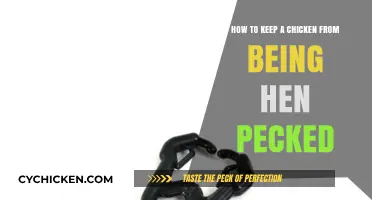 Preventing Hen Pecking: Strategies for Happy Hens