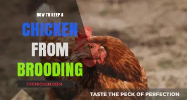 Preventing Broody Hens: Effective Strategies to Keep Chickens Productive