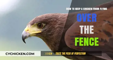Preventing Chickens From Flying: Fence Solutions