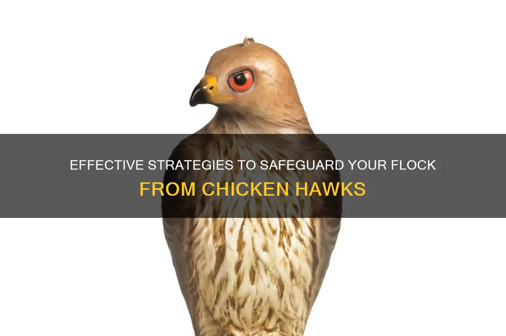 how to keep a chicken hawk away