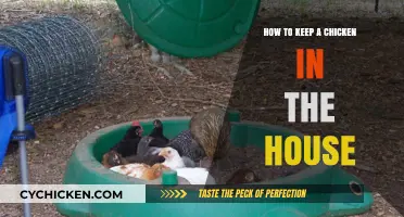 Keeping Chickens Indoors: Tips for Happy, Healthy House Hens