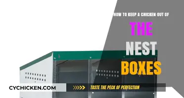 Preventing Chickens From Nesting: Keeping Them Out of Boxes