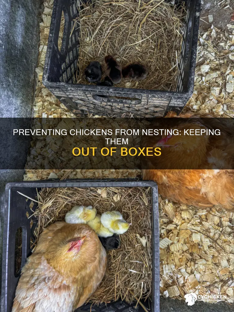 how to keep a chicken out of the nest boxes