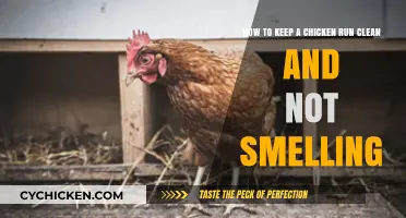 Keeping Your Chicken Run Clean and Odor-Free