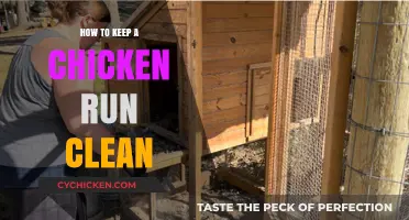 Effective Tips for Maintaining a Clean and Healthy Chicken Run