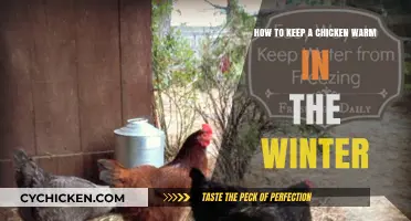 Cozy Chickens: Winter Warmth Tips