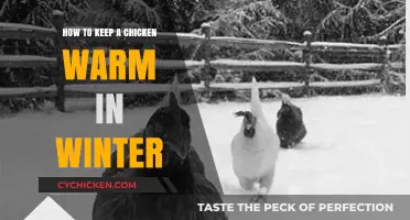 Winter Chicken Care: Cozy Tips to Keep Your Flock Warm