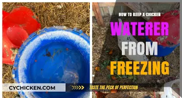 Prevent Frozen Chicken Waterers: Simple Winter Care Tips for Poultry