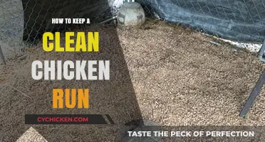Maintaining a Spotless Chicken Run: Simple Tips for Happy Hens