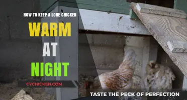 Solitary Chickens: Keeping Warm and Cozy at Night