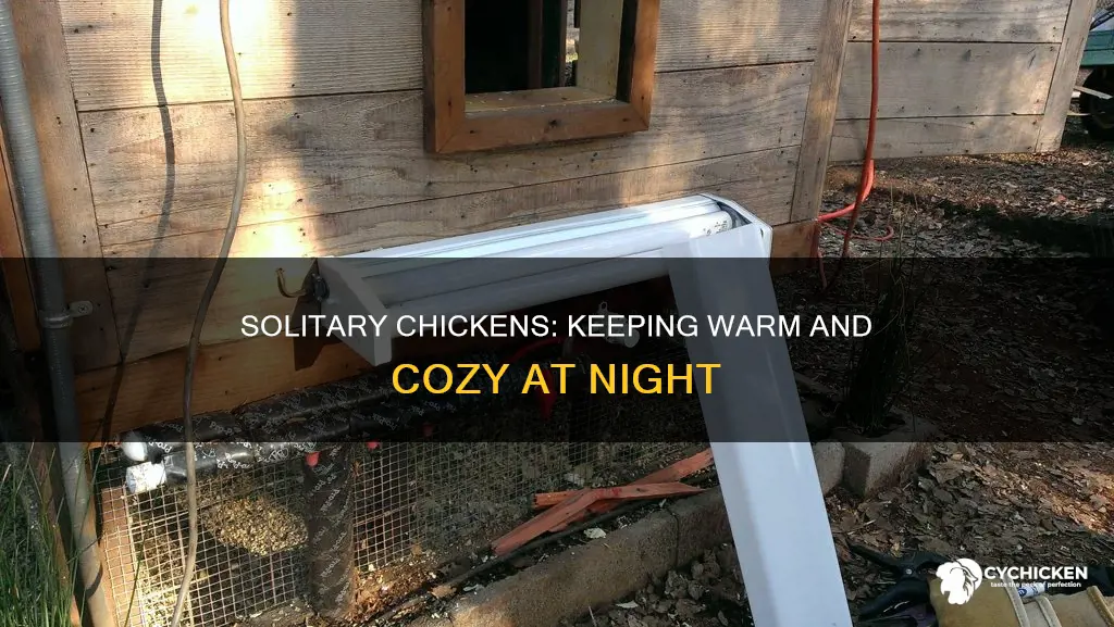 how to keep a lone chicken warm at night