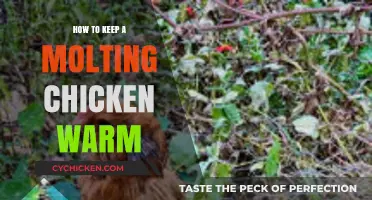 Cozy Care Tips for Molting Chickens: Keeping Them Warm and Healthy