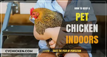 Caring for Indoor Chickens: Tips for Happy, Healthy Pet Hens