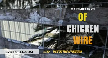 Protecting Chickens: Keep Pigs Out of Chicken Wire