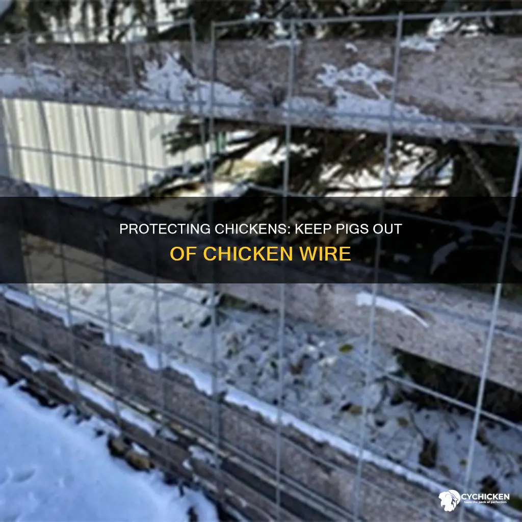 how to keep a pig out of chicken wire