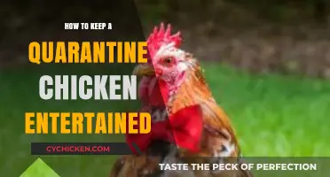 Quarantine Chicken Boredom Busters: Fun Activities to Keep Your Flock Happy