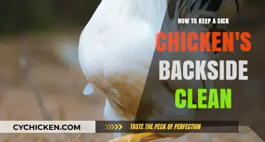 Keeping a Sick Chicken's Backside Clean: A Quick Guide