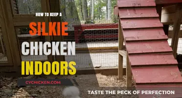 Caring for Silkie Chickens: Tips for Indoor Living and Happiness