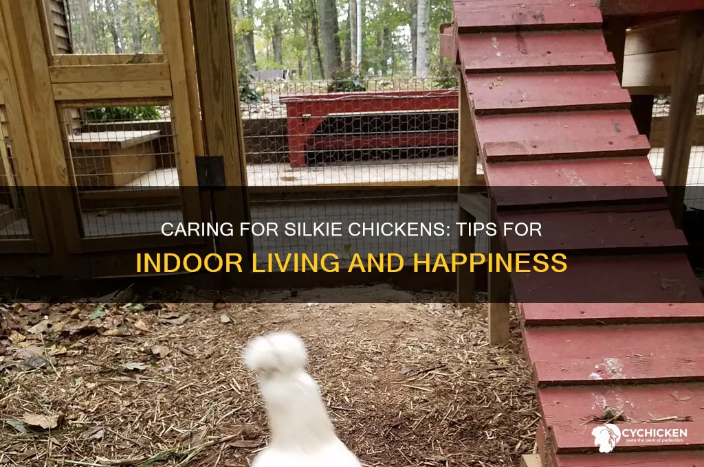 how to keep a silkie chicken indoors
