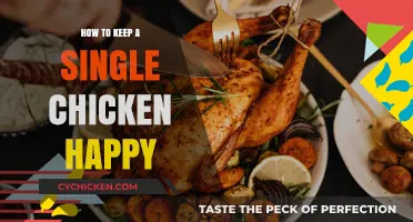 Solo Chicken Bliss: Tips for Keeping Your Single Hen Happy