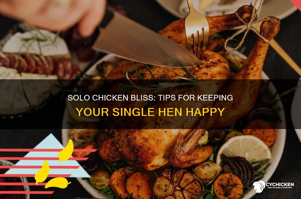 how to keep a single chicken happy