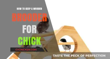 Maintaining a Wooden Brooder for Healthy and Happy Chicks