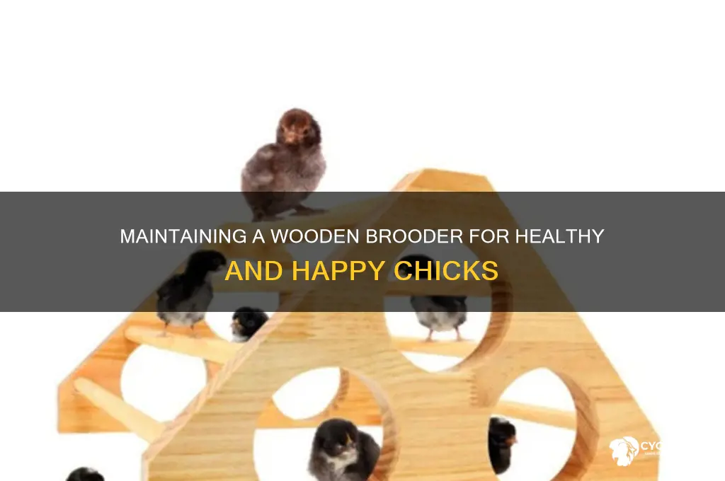 how to keep a wooden brooder for chick