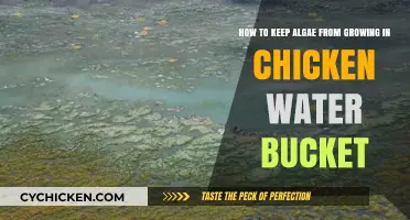 Preventing Algae Growth in Chicken Water Buckets