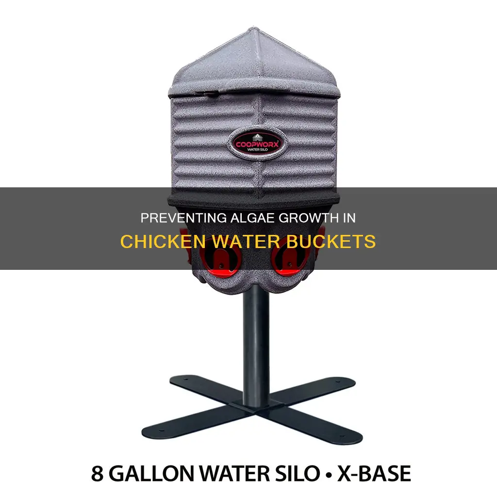how to keep algae from growing in chicken water bucket