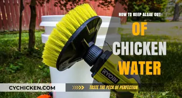 Prevent Algae in Chicken Water: Simple Tips for Clean Hydration