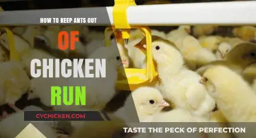Effective Strategies to Keep Ants Out of Your Chicken Run