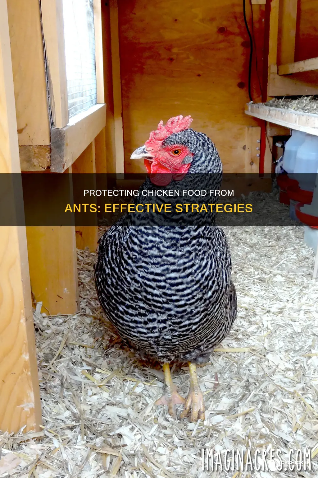 how to keep ants out of my chicken food