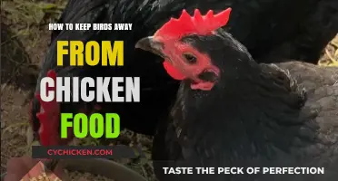 Effective Strategies to Protect Chicken Feed from Unwanted Birds