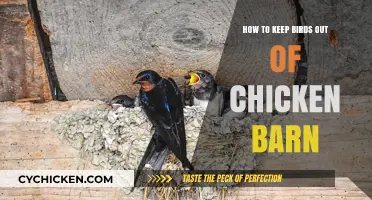 Effective Strategies to Protect Your Chicken Barn from Unwanted Birds