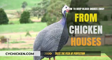 Keep Black Snakes Away from Your Chicken Coop