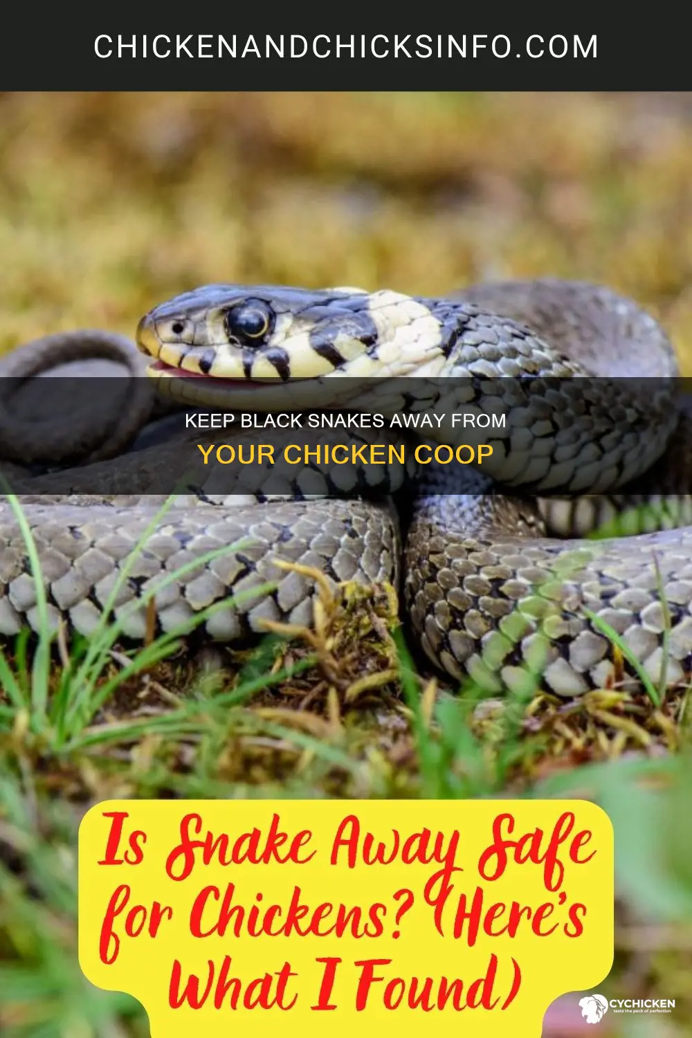 how to keep black snakes away from chicken houses