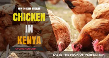 Effective Broiler Chicken Farming Tips for Kenyan Poultry Entrepreneurs