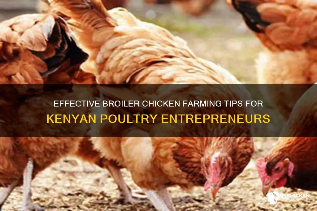 how to keep broiler chicken in kenya