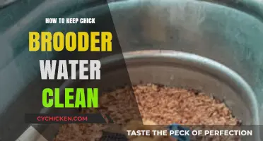 Effective Tips for Maintaining Clean Water in Chick Brooders