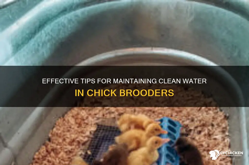 how to keep chick brooder water clean