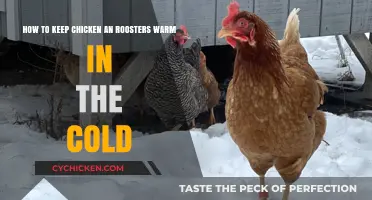 Cozy Chickens: Keeping Your Flock Warm This Winter
