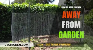 Effective Strategies to Protect Your Garden from Curious Chickens
