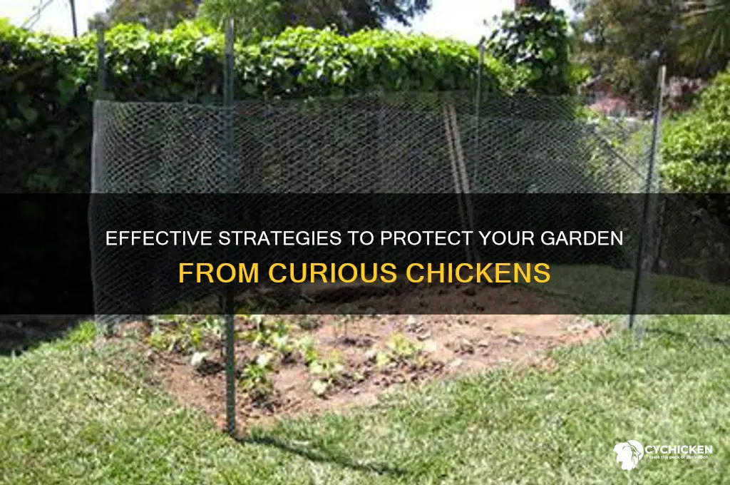 how to keep chicken away from garden