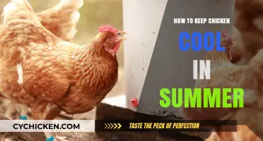 Beat the Heat: Summer Tips for Keeping Chickens Cool and Comfortable