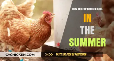 Beat the Heat: Summer Tips for Keeping Chickens Cool and Comfortable
