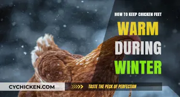 Winter Care Tips: Keeping Chicken Feet Cozy and Healthy
