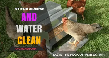 Maintaining Clean Chicken Feeders and Waterers for Healthy Flock Care